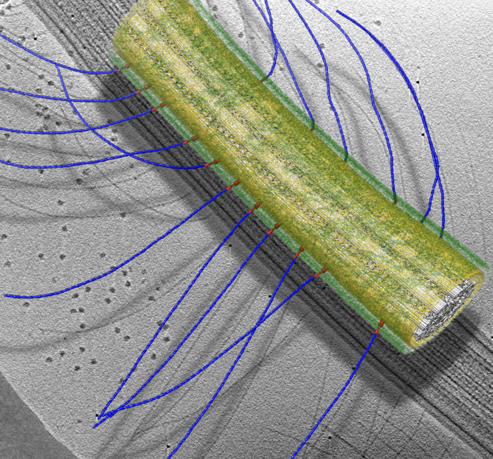 A cryo-tomographic slice through a cilium, an “antenna” that protrudes from cells to sense environmental cues or to generate motion. The colored isosurface rendering depicts the 3D structure of the cilium, including the PKD2/polycystin-2 membrane channels (red) that anchor long extracellular hairs (blue) to the ciliary surface. Mutations in PKD2 cause polycystic kidney disease in humans.