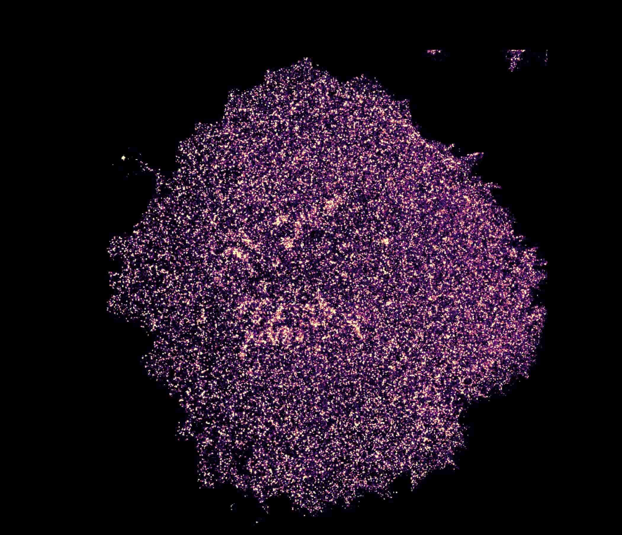 Super-resolution fluorescence image of T cell receptors organized in nano- and micro-scale clusters during activation.