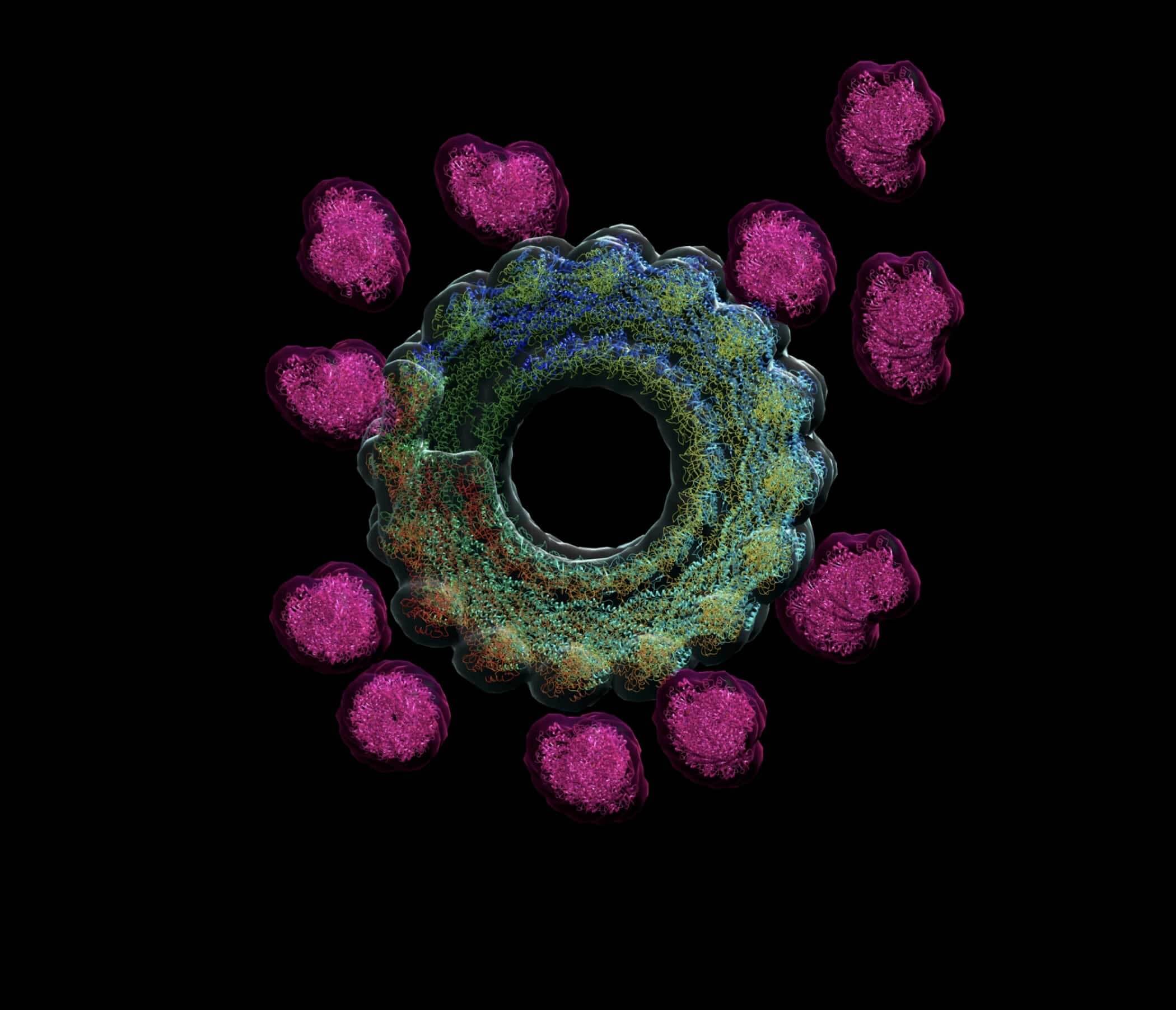 The cellular protein dynamin, essential for nutrient uptake and muscle development, assembles into a dynamic helix.