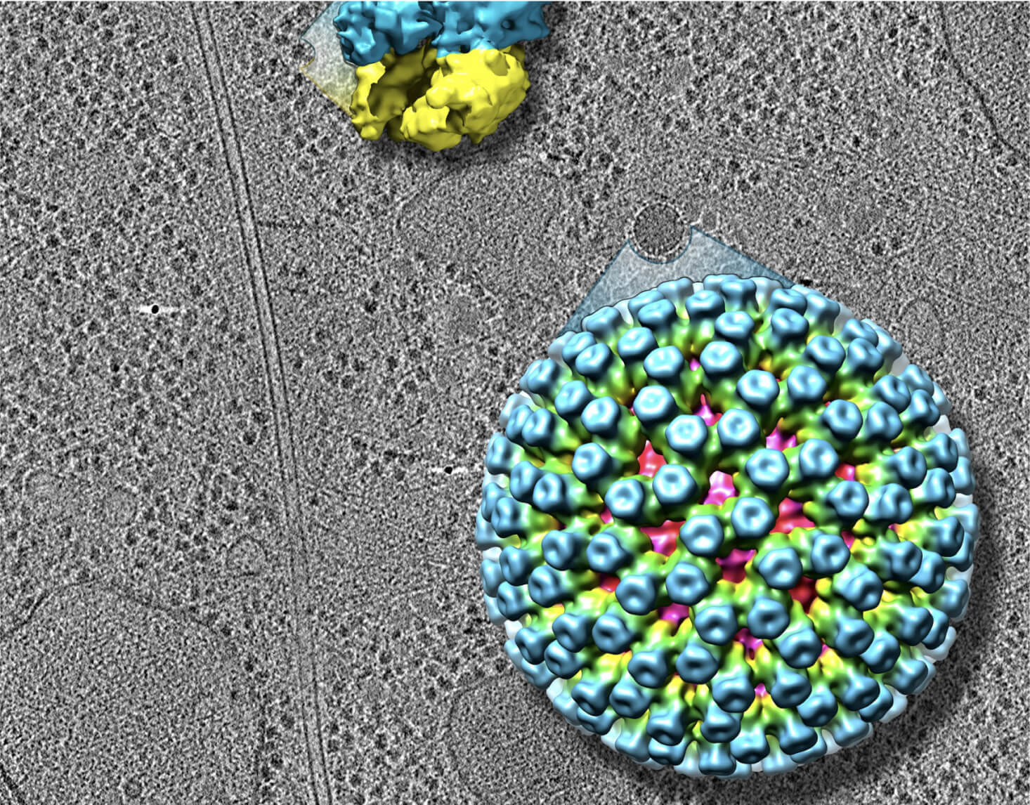 A cell slice imaged using cryo-ET, with a colored isosurface rendering depicting 3D structures of a rotavirus (bottom) and a ribosome protein (top).
